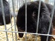 Największa w Polsce wystawa królików i drobnego inwentarza za nami